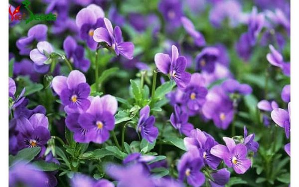hạt giống hoa violet