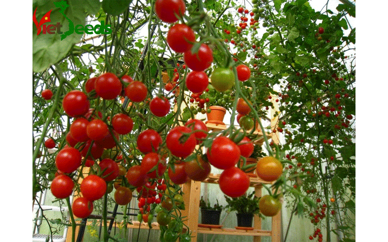 cà chua bi cao cây